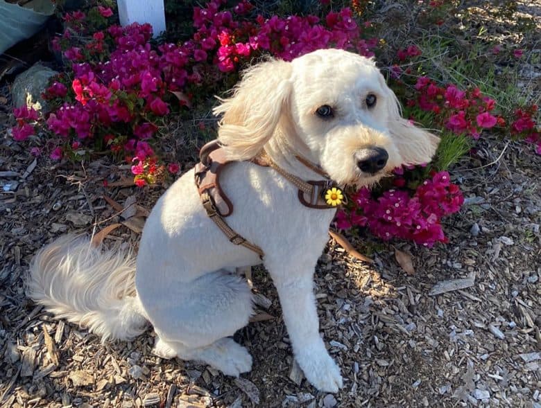 A Mini Goldendoodle having a summer haircut