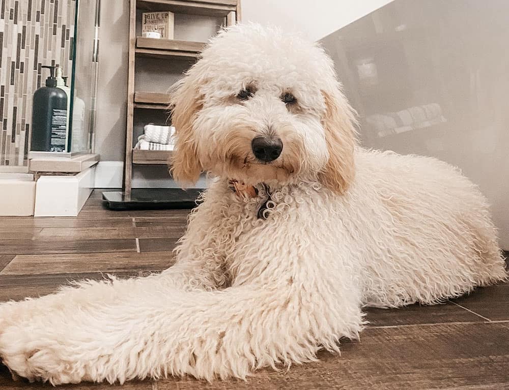 A Mini Goldendoodle with round face haircut