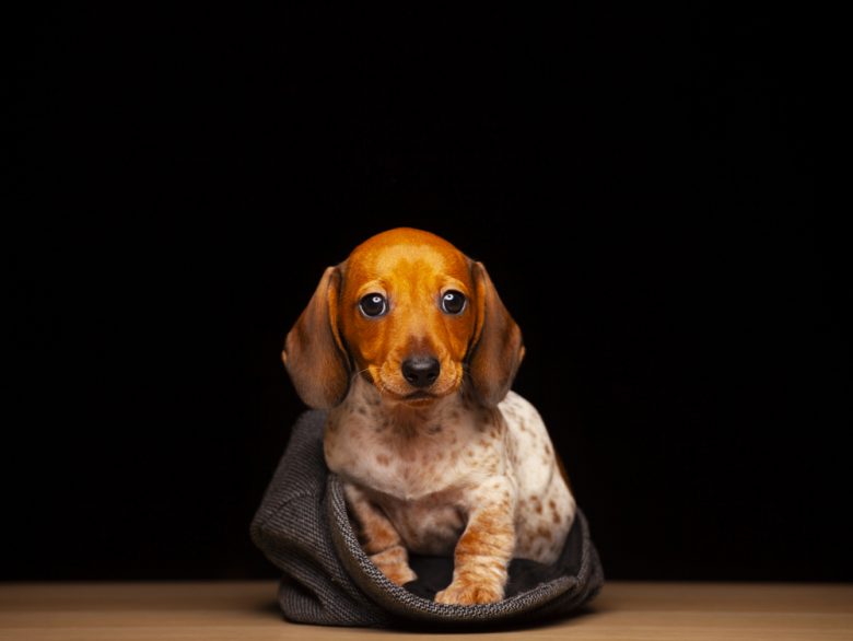 A Miniature Dachshund on black background