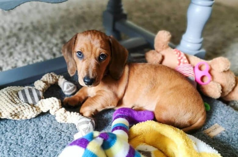 A miniature Dachshund puppy with toys