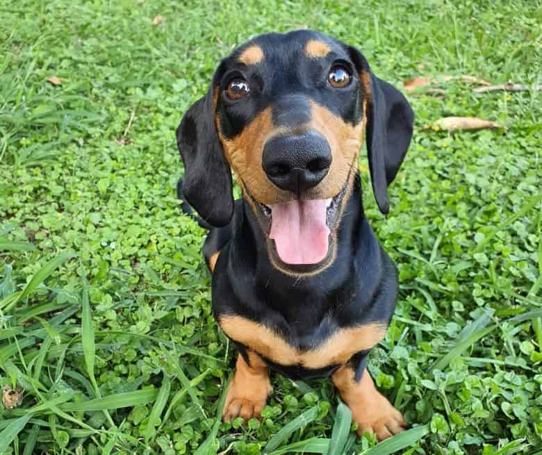 A miniature Dachshund standing outdoors