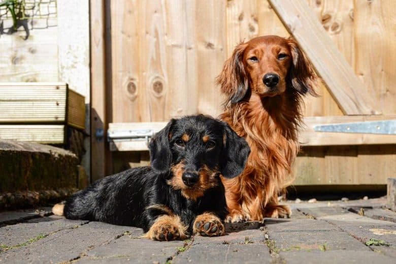 A miniature wire-haired Dachshund and a miniature long-haired Dachshund