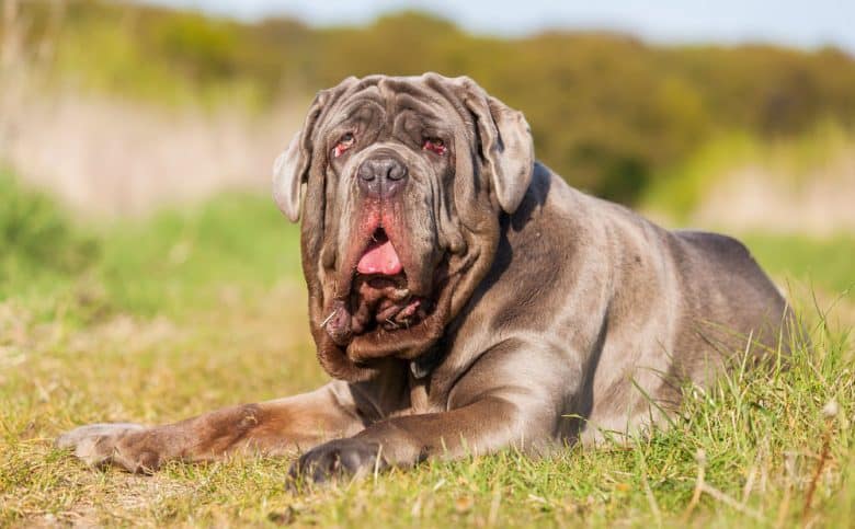 Portrait of a Neapolitan Mastiff dog