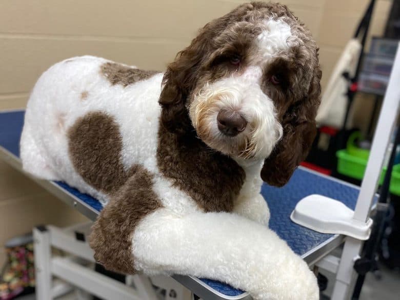 New haircut Goldendoodle in a grooming salon