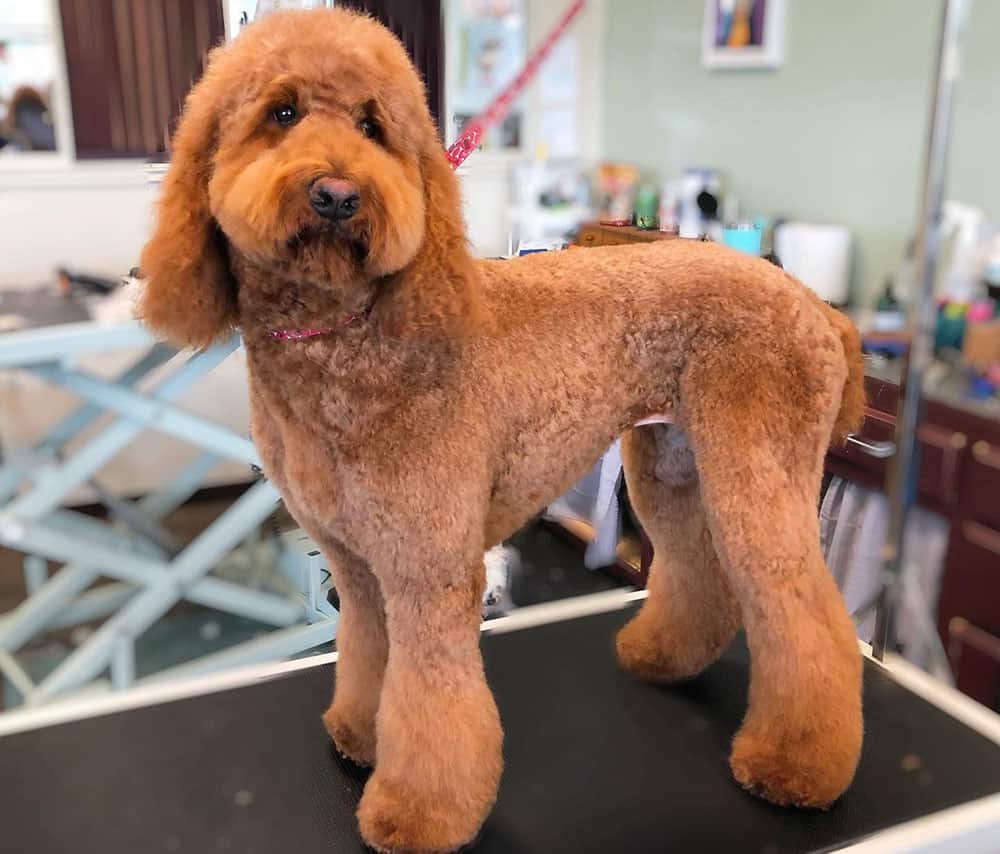 A Goldendoodle with teddy bear cut
