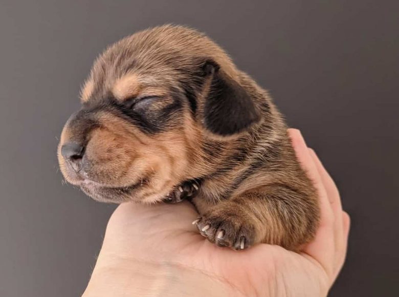 A newborn Dachshund puppy