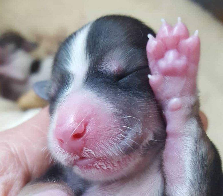 A newborn Dachshund