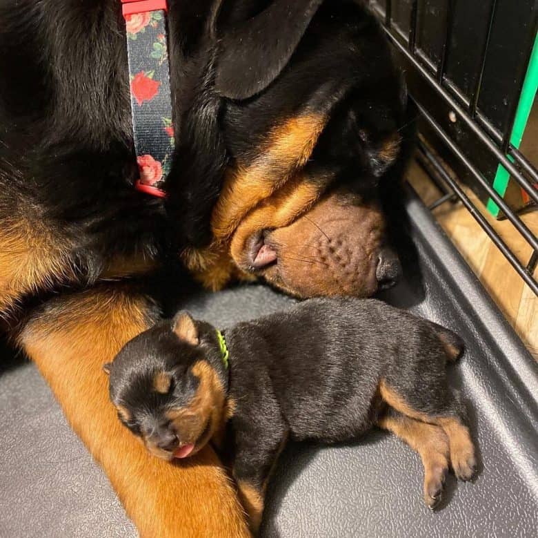 A newborn Rottweiler puppy