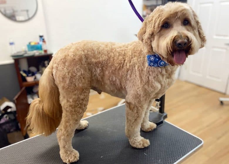 Newly groomed Mini Goldendoodle