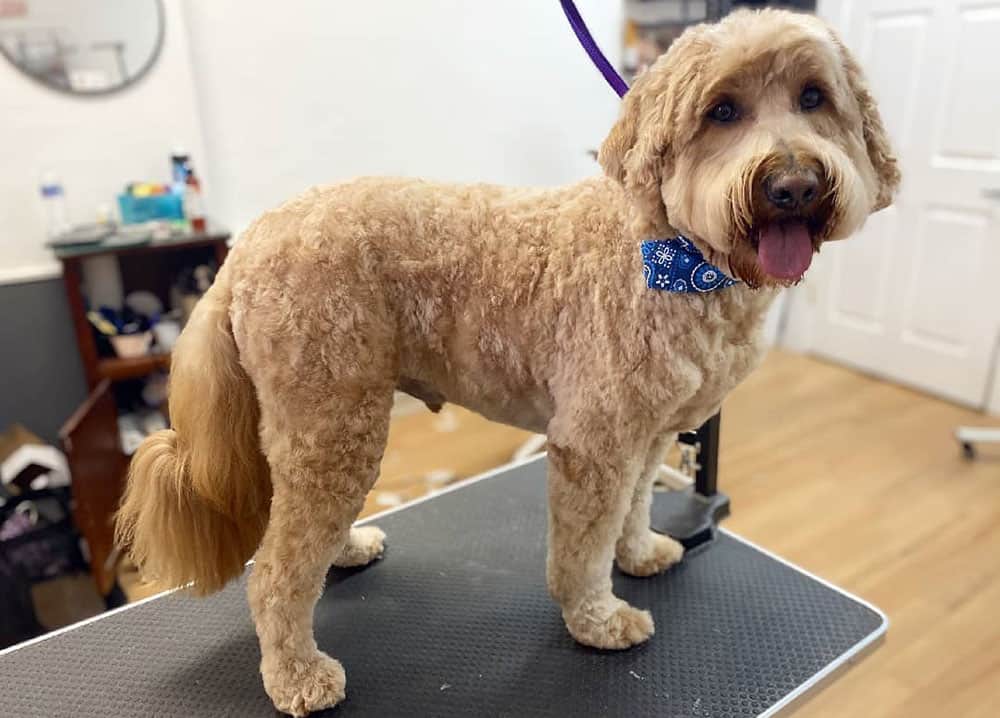 Teddy Bear Goldendoodle Haircut