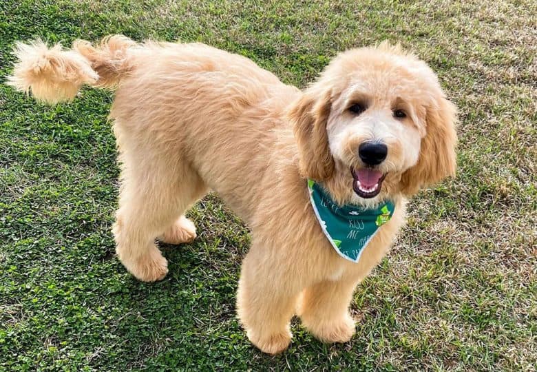 Newly haircut Goldendoodle with puppy cut style