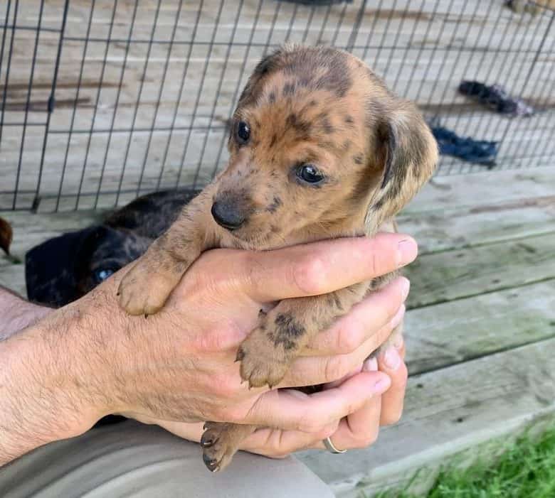 A one-month-old Dachshund puppy