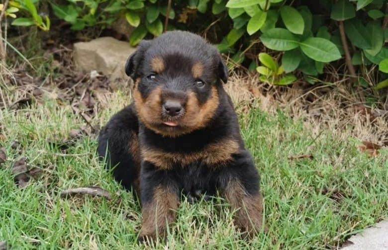 A one-month-old Rottweiler puppy