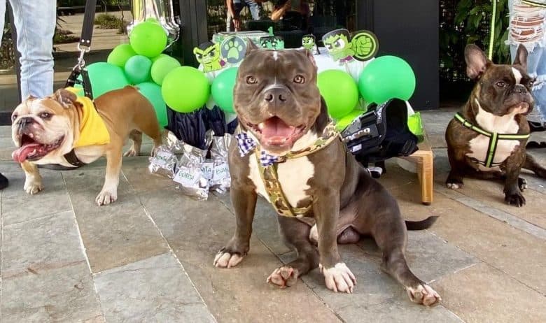 A one-year-old American Bully puppy