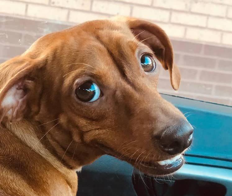 A one-year-old Dachshund puppy