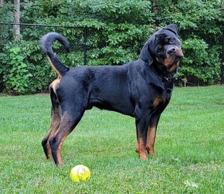 A one-year-old Rottweiler puppy