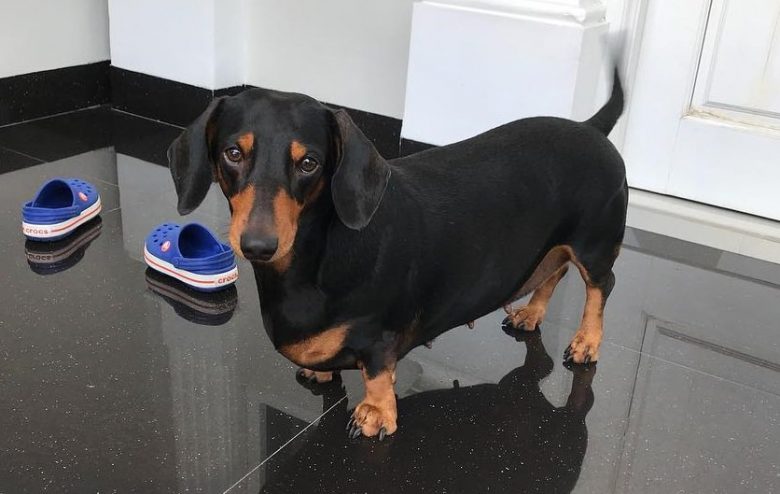 An overweight Dachshund
