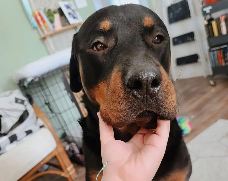 Owner comforting her American Rottweiler dog