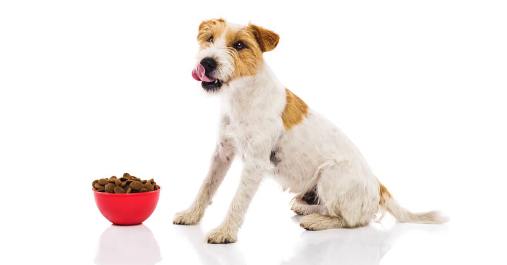 Parson Russell Terrier dog eating its meal