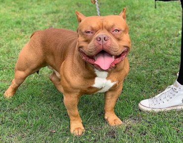 A smiling Pocket American Bully
