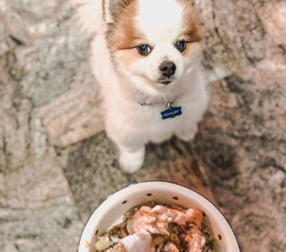 Pomeranian puppy waiting for the salmon meal