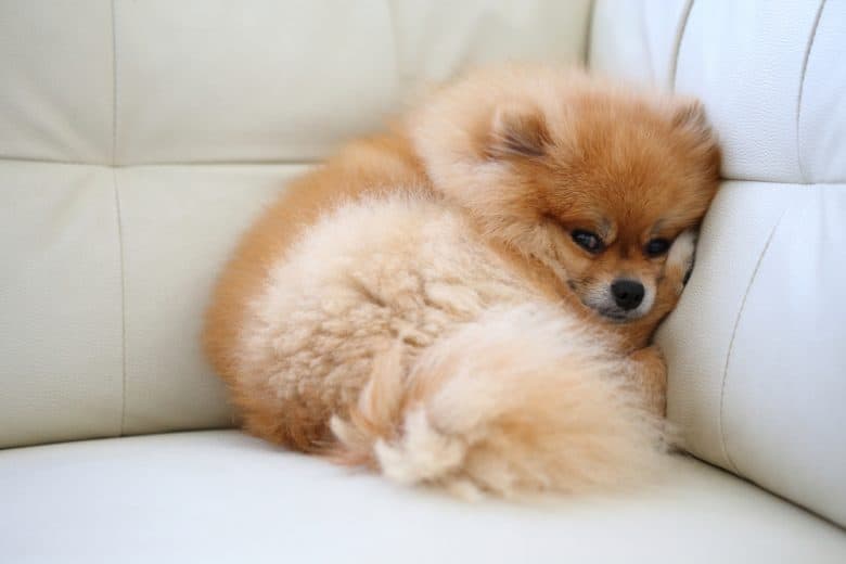 A Pomeranian sitting on a couch