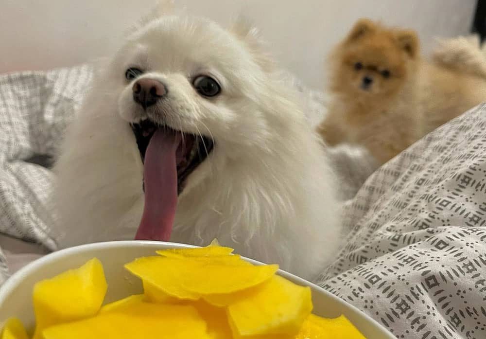 A Pomeranian Spitz excited for the mango treats