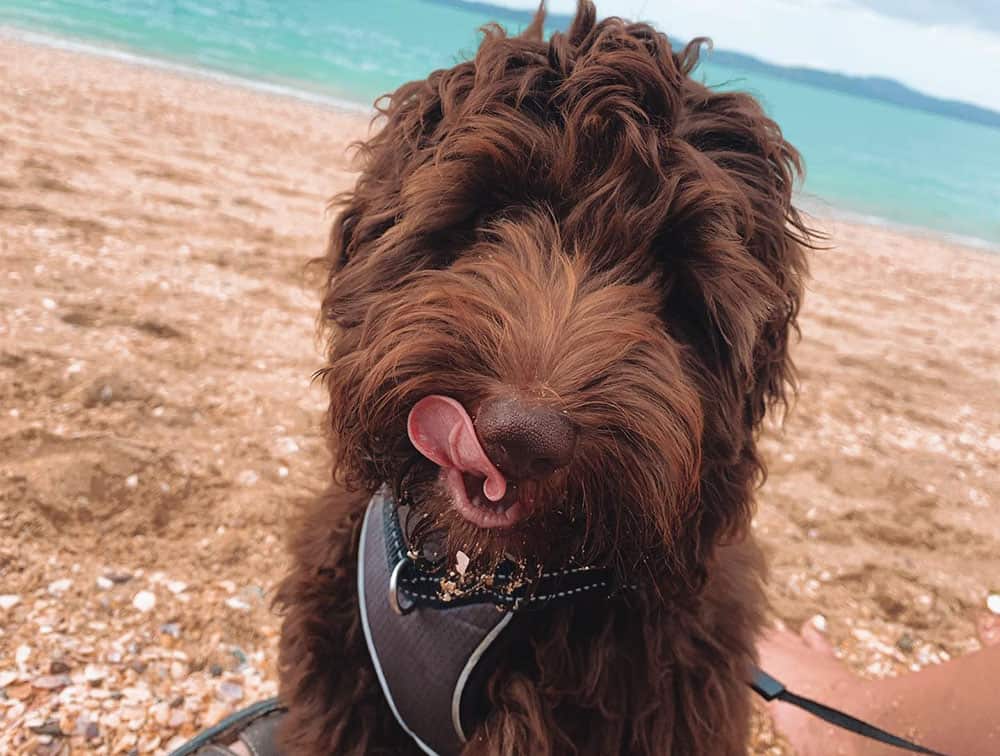 Poodle enjoying the beach day