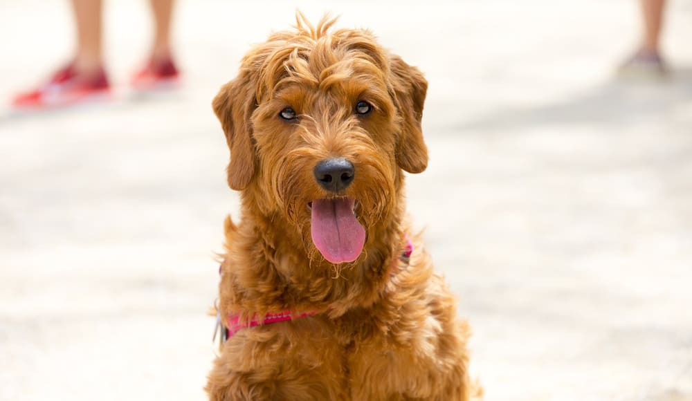 Portrait of a Miniature Goldendoodle dog