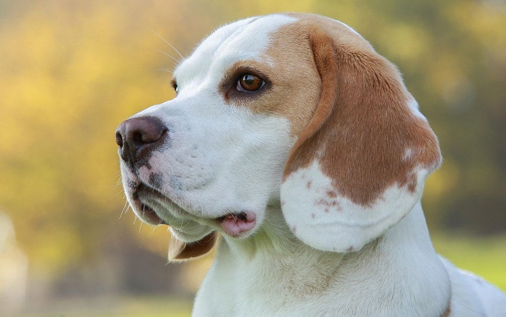 Portrait of a Lemon Beagle dog