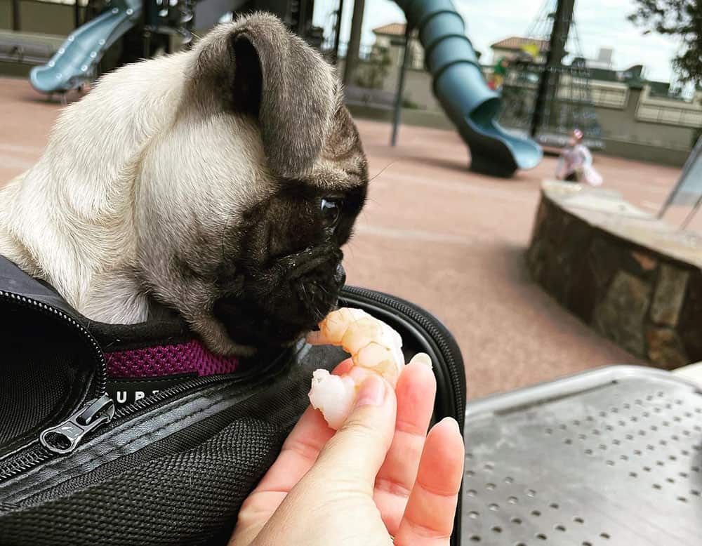 A Pug dog eating shrimp for the first time