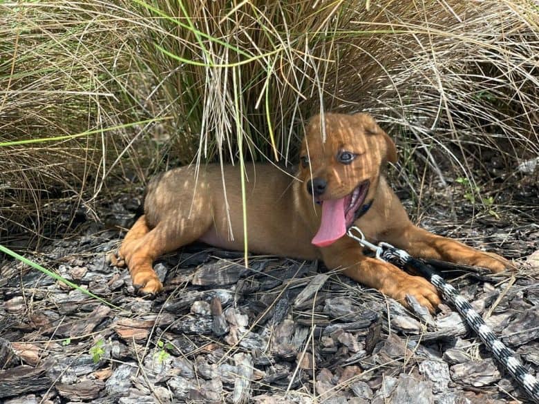 A Red Rottweiler puppy