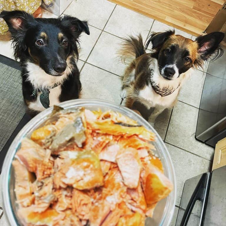 9 Best Dog Foods for Seizures 2023 (Premium & Budget) K9 