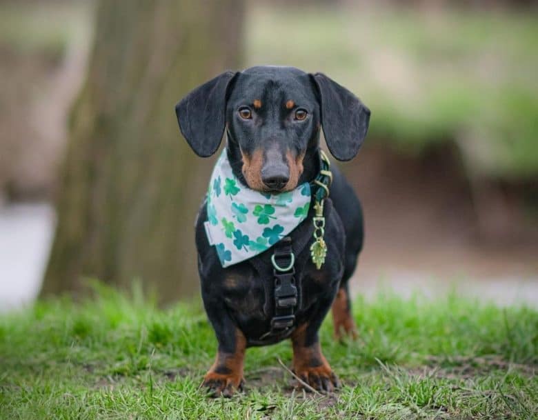 A black-and-tan rescue Dachshund dog