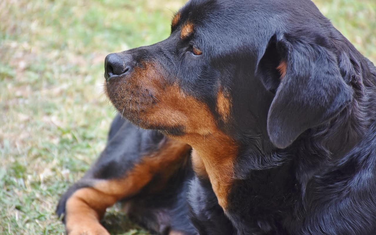 Rottweiler Colors The Standard & Rare Rottie Coat Colors K9 