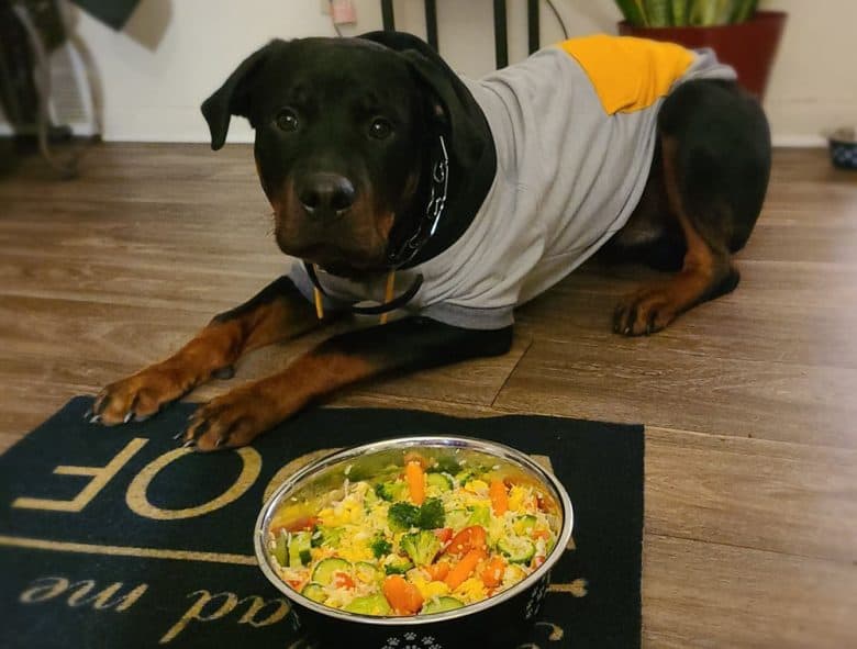 Rottweiler dog got a nutritious homemade dog meal