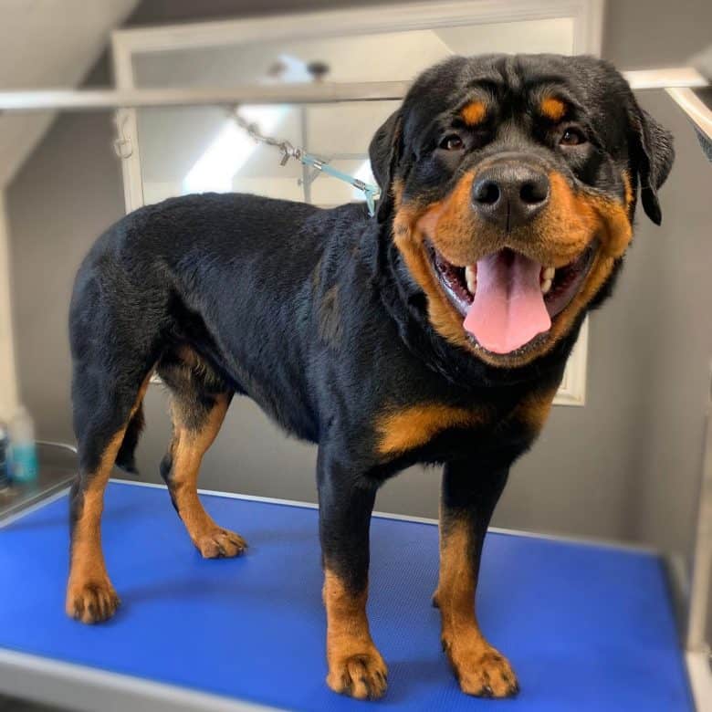 A Rottweiler who just got groomed