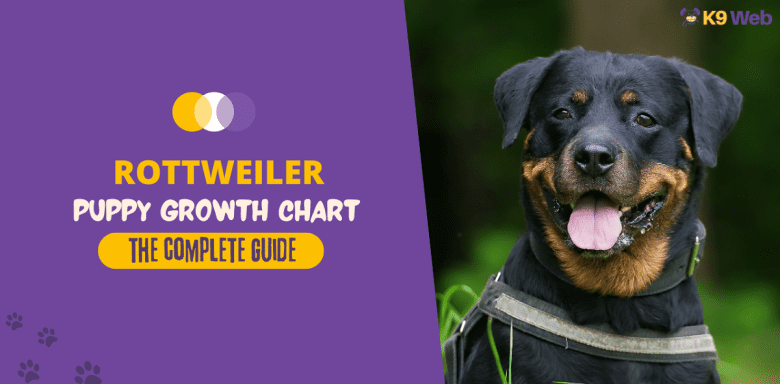 Rottweiler Growth Chart Guide