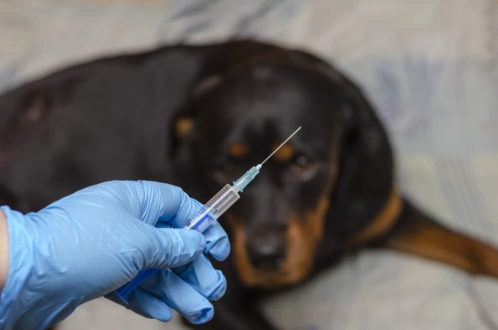 Rottweiler dog having a vaccine