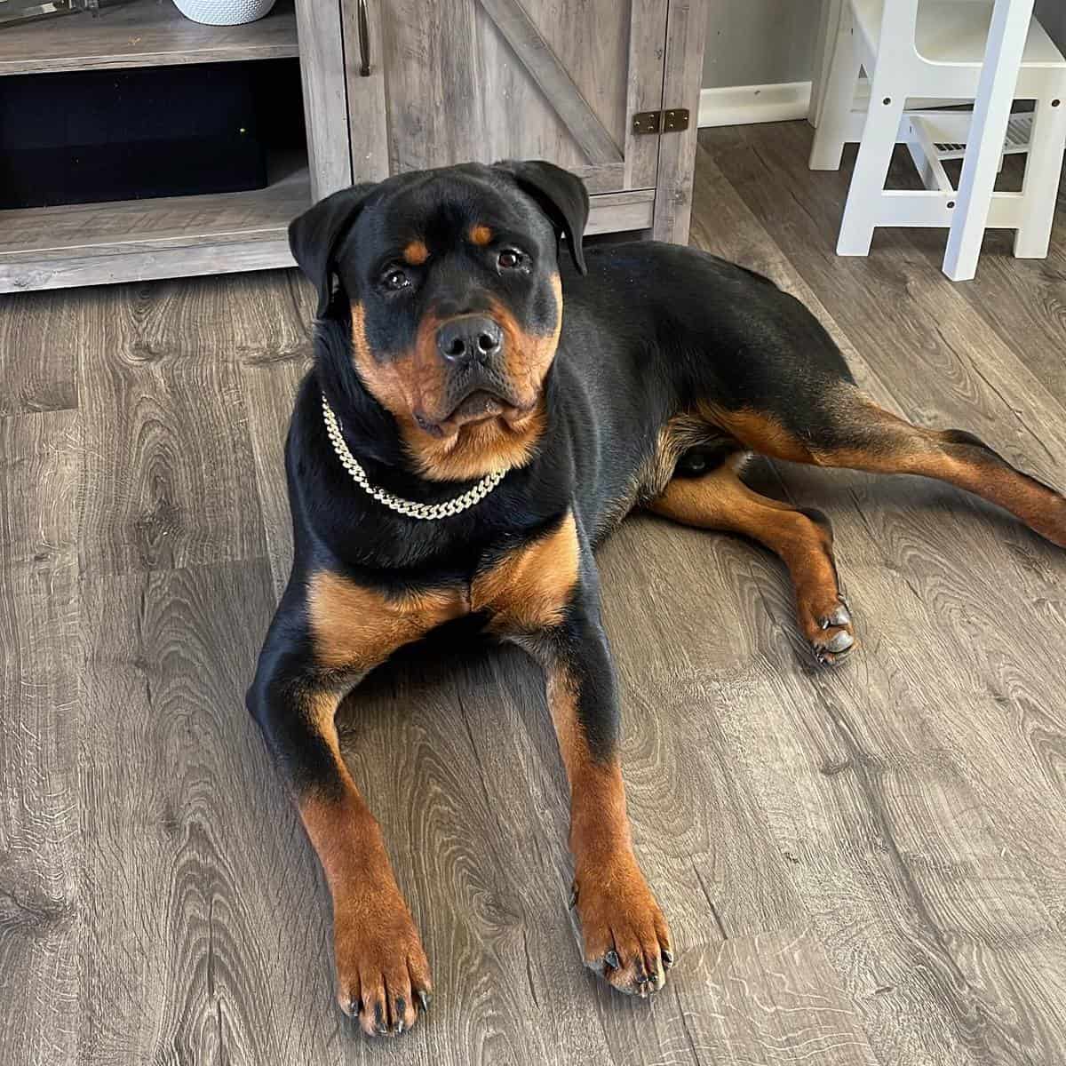 Rottweiler Growth and Weight Chart (Male and Female) The Complete