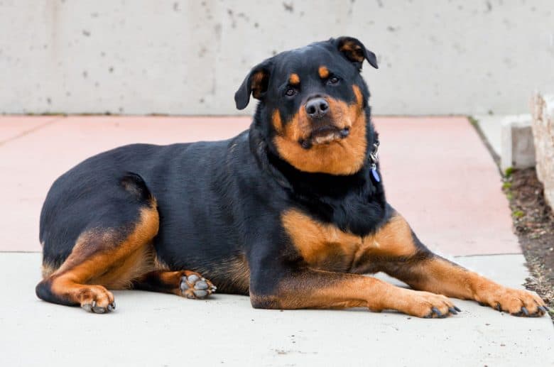 A Roman Rottweiler laying on a concrete walkway