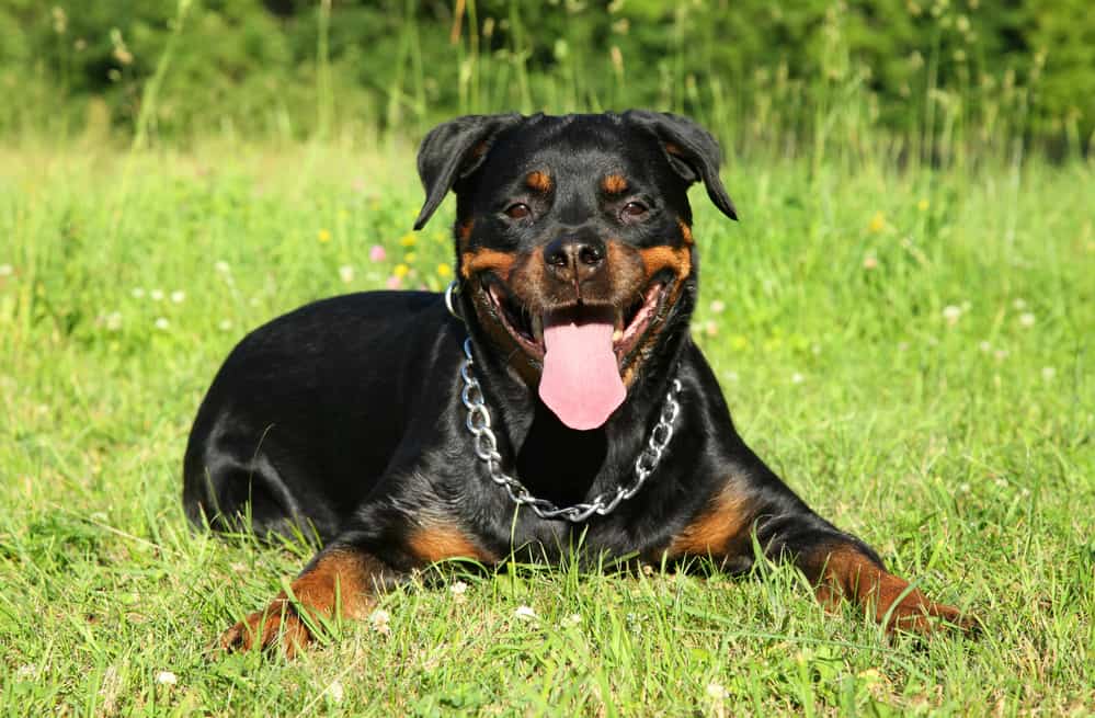 Rottweiler Growth and Weight Chart (Male and Female)