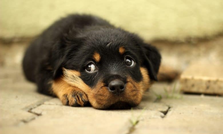A Rottweiler puppy lying down and looking up
