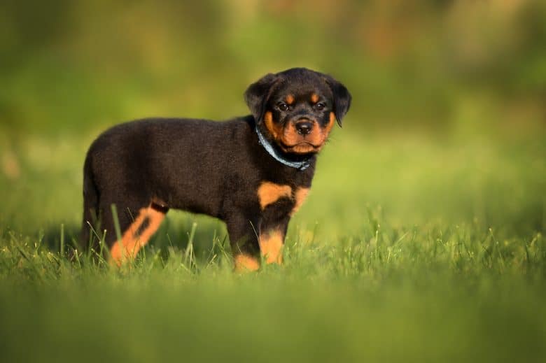 A Rottweiler puppy walking in the grass