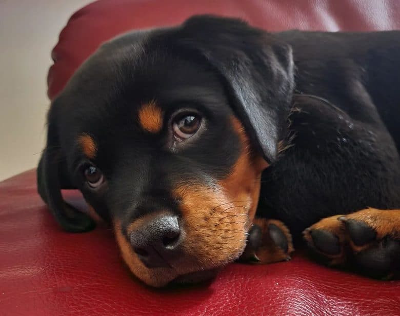 A Rottweiler puppy lying down on a couch