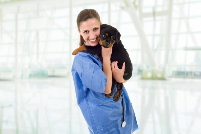 A Rottweiler puppy being carried by a veterinarian