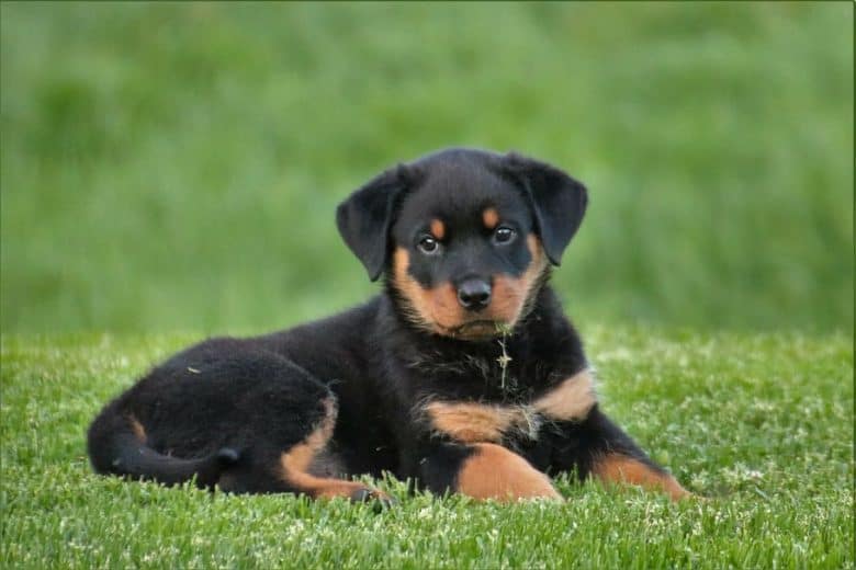 A Rottweiler puppy with leg markings