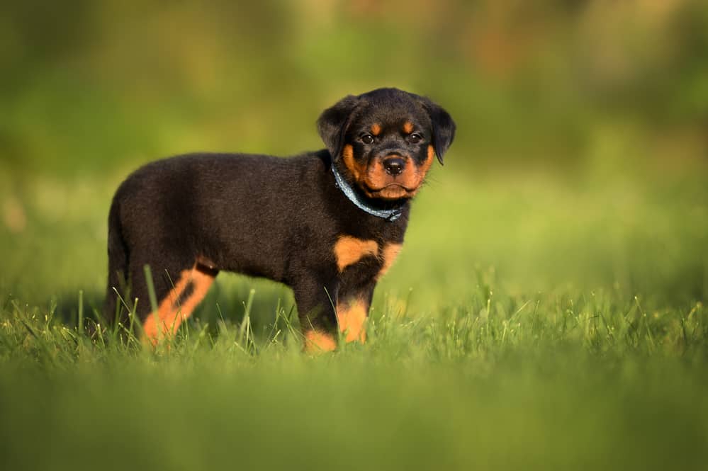 A Rottweiler puppy walking on the grass