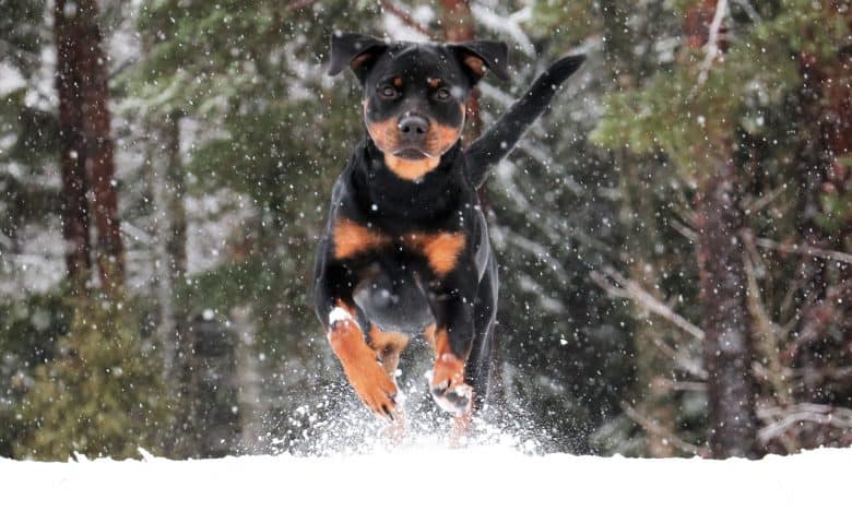 A Rottweiler running in the snow