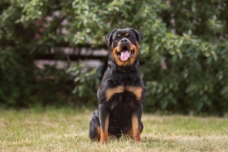 A Rottweiler sitting outdoors